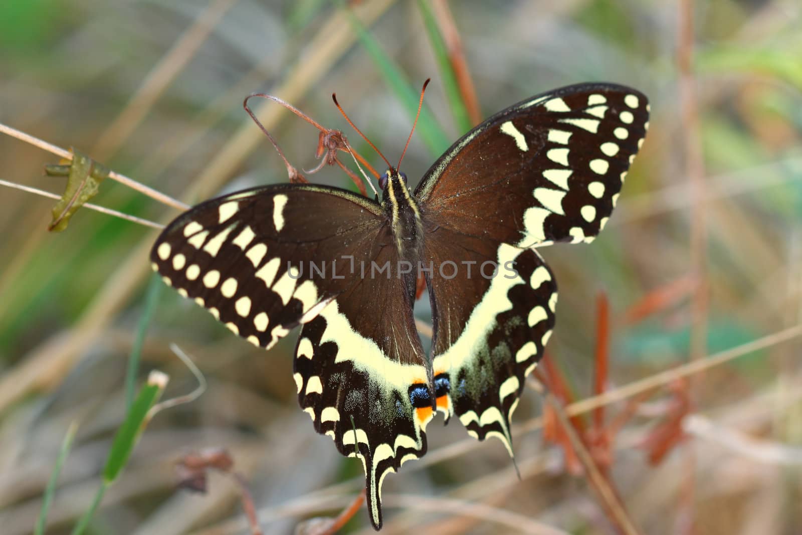 Palamedes Swallowtail (Papilio palamedes) found in a central Florida natural area.