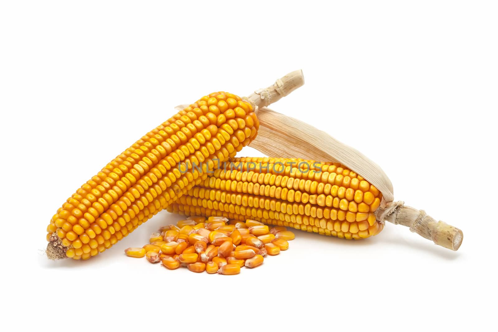 fresh corn cobs on a white background