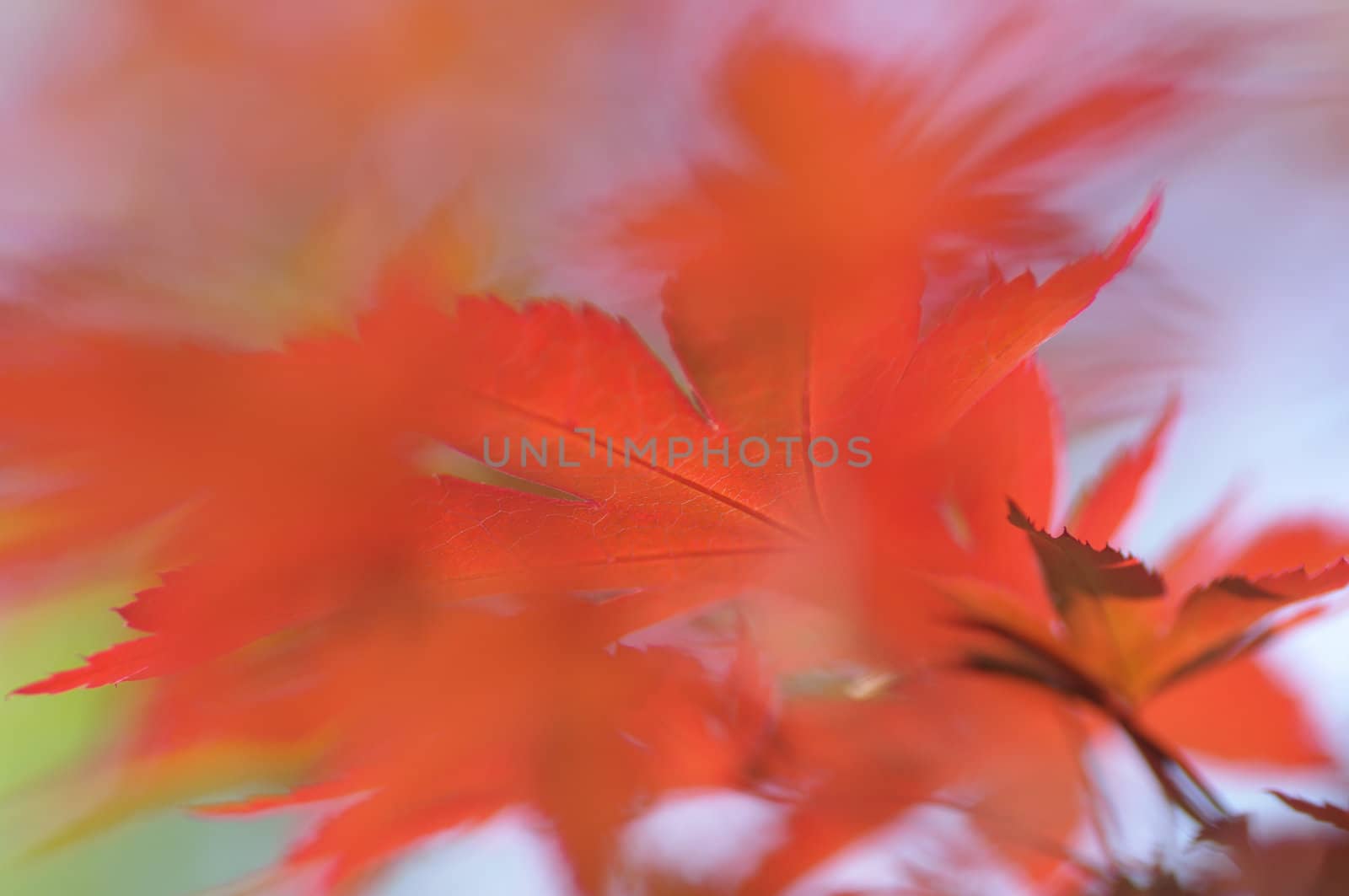 Acer Maple tree red leaves close-up