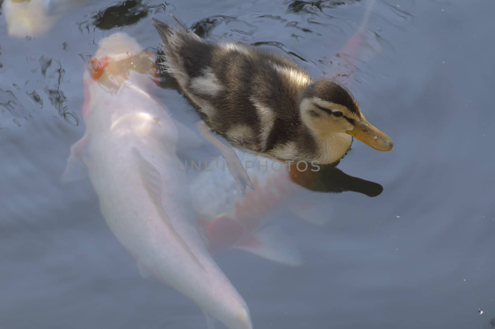 Young duck, Mallard,  in a ornamental pond with Koy fish
