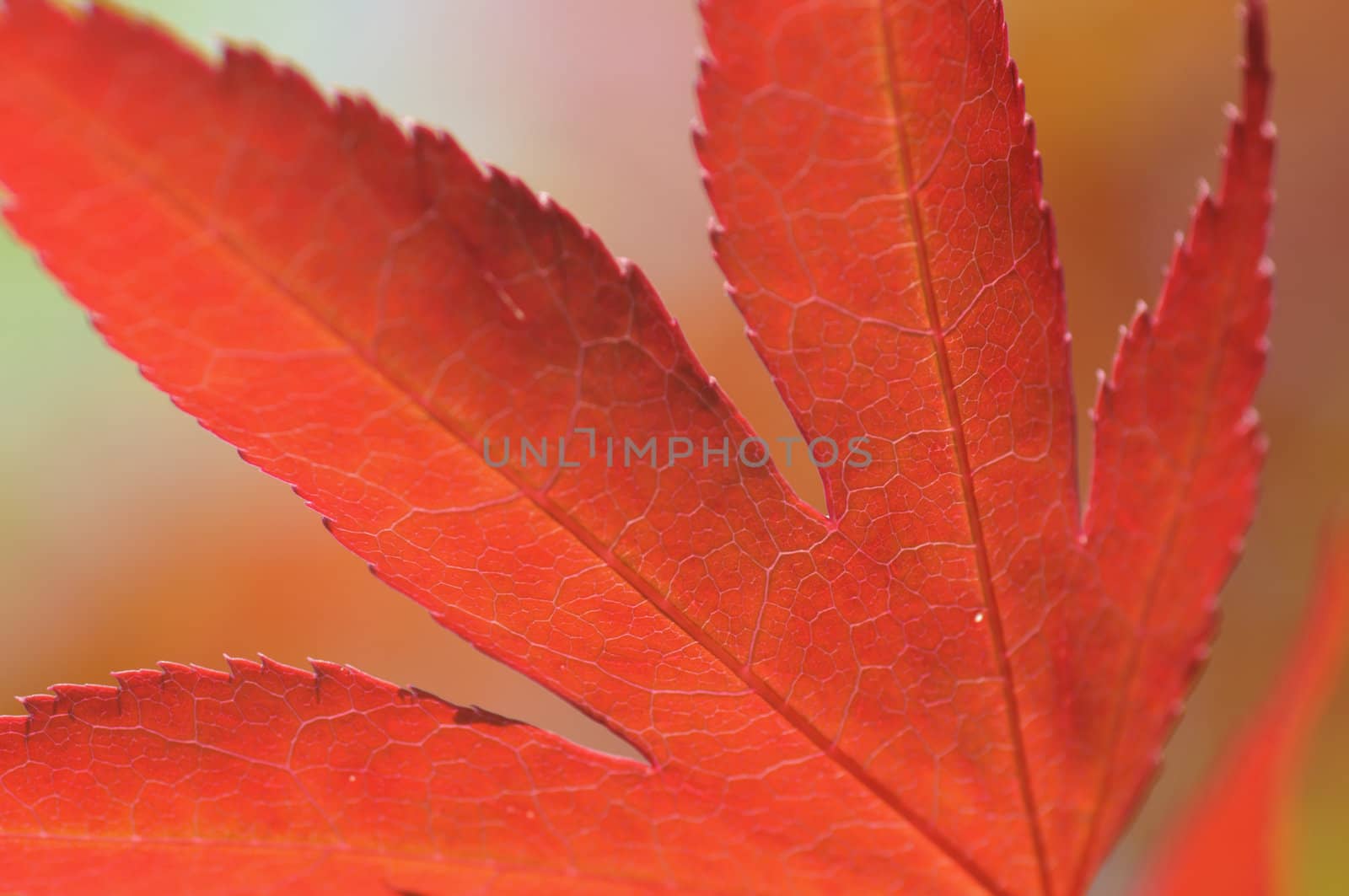 Acer Maple tree red leaves close-up