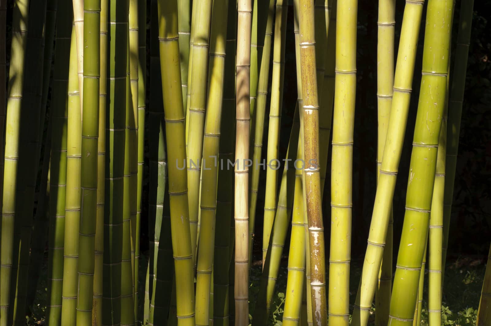 Giant Bamboo forest detail in the late afternoon sun