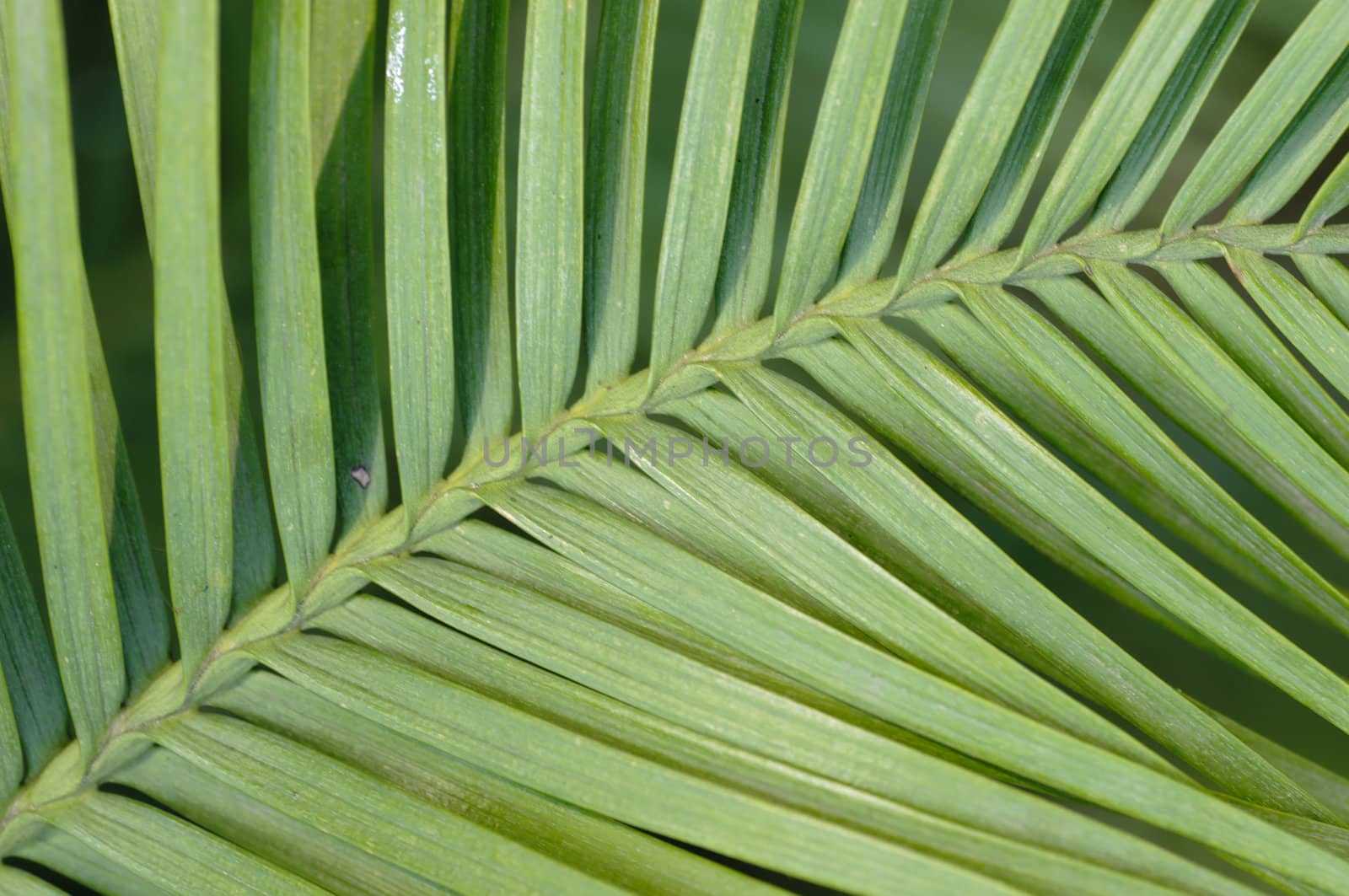 Wollemi pine tree leaf detail, Wollemia nobilis, from Australia