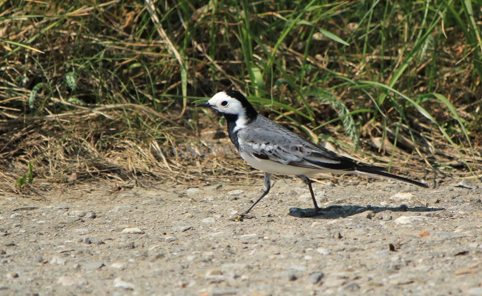 Small black and white wagtail walking on the ground next to the grass