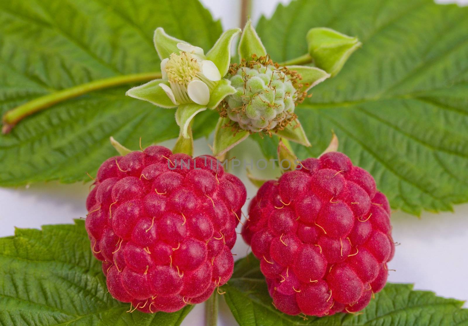 close-up ripe raspberries and flower