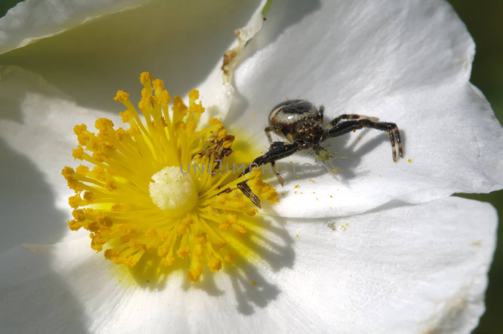 Black spider hunting for an insect to approach the flower