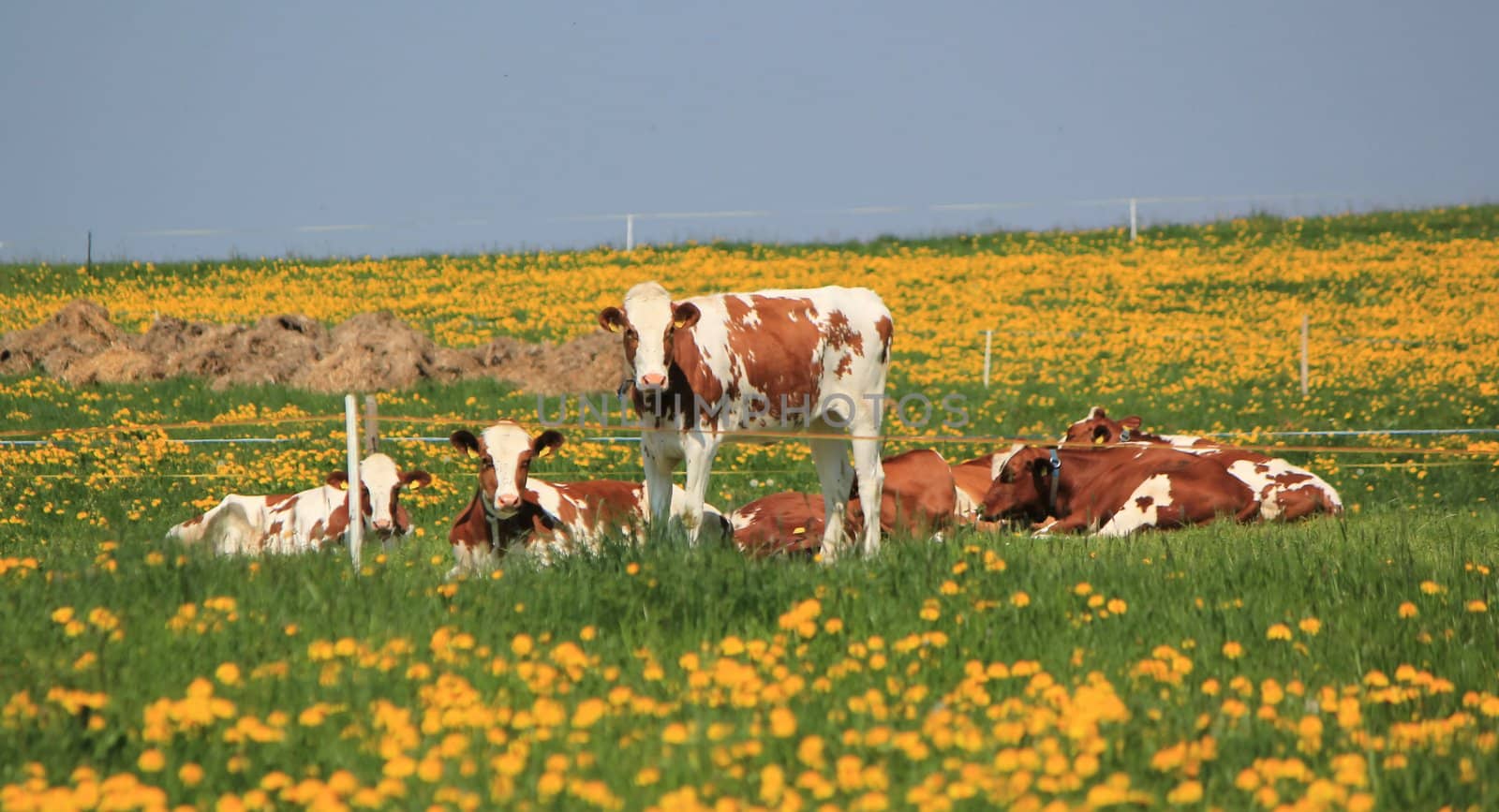 Brown and white cows of Fribourg canton, Switzerland, resting lying in a meadow of green grass and dandelions yellow flowers