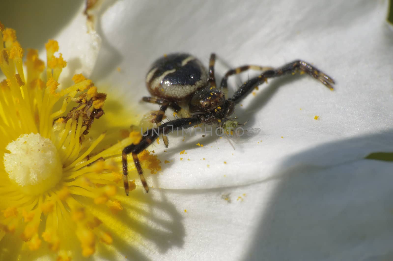 Black spider hunting for an insect to approach the flower