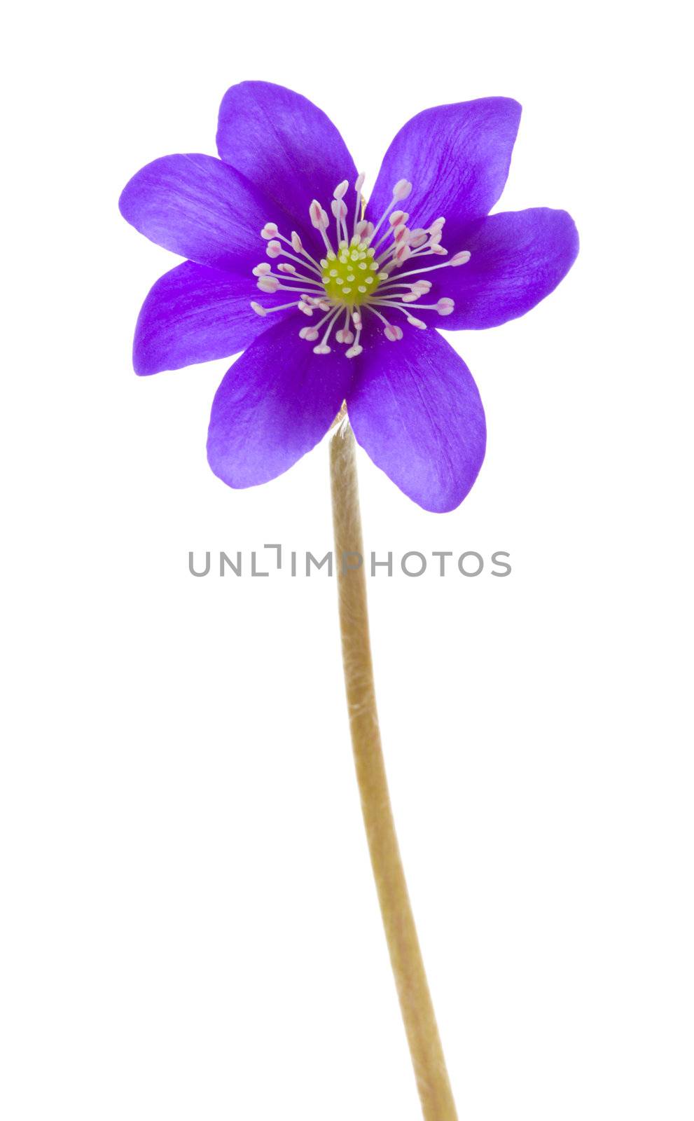 close-up hepatica flower, isolated on white