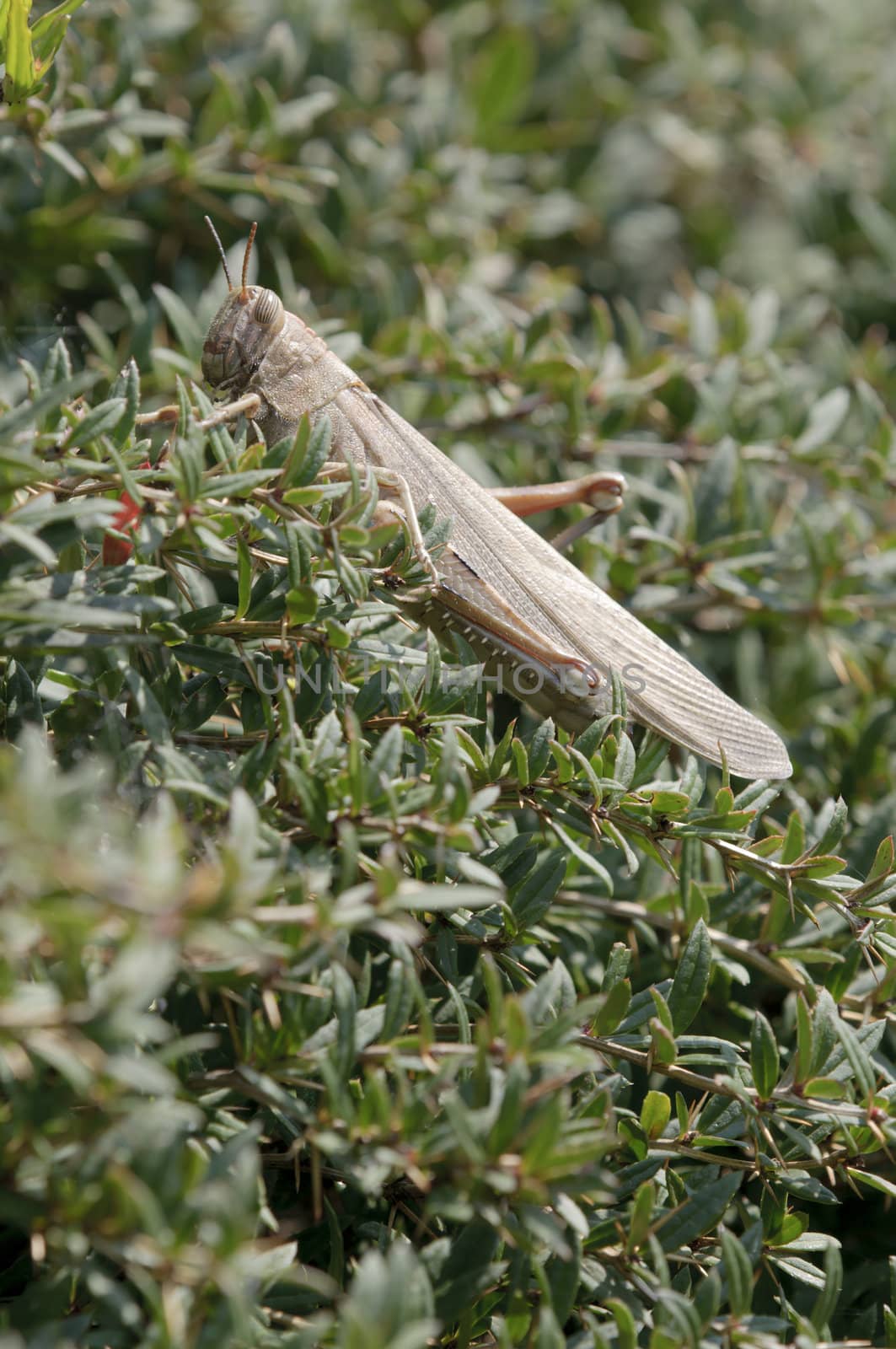 Brown locust resting on a Mediterranean bush