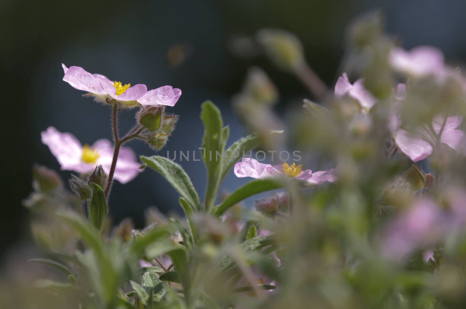 Pink Cistus flower under the sun