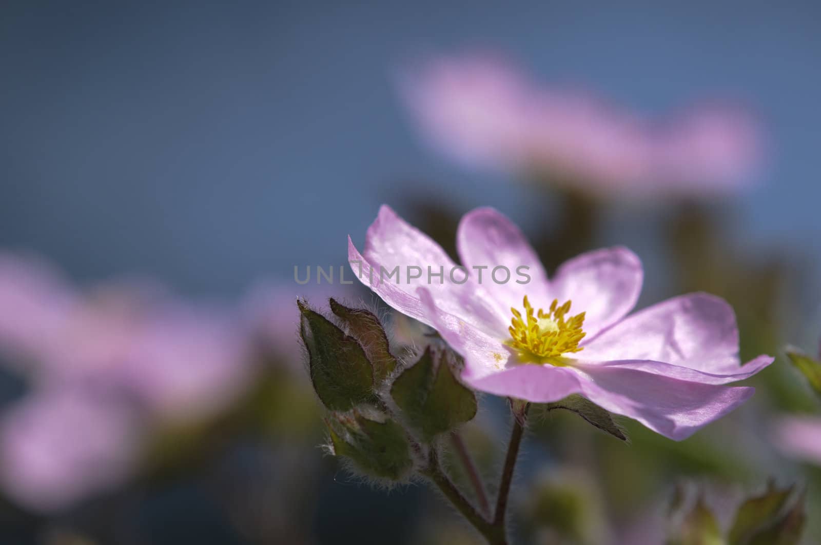 Pink Cistus flower under the sun