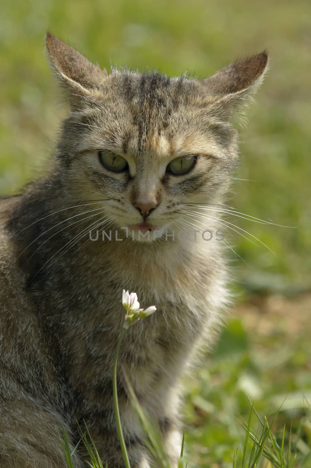 Domestic cat looking  at you in a garden