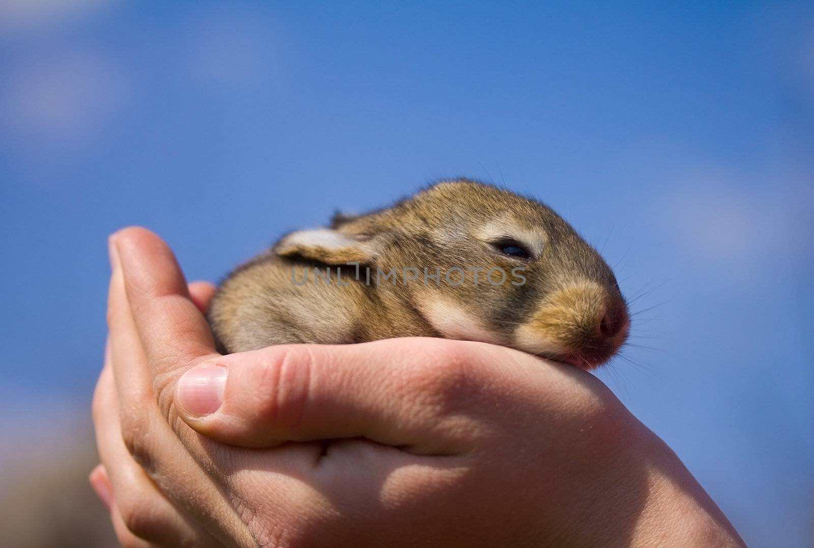 gray bunny in hand against blue sky background