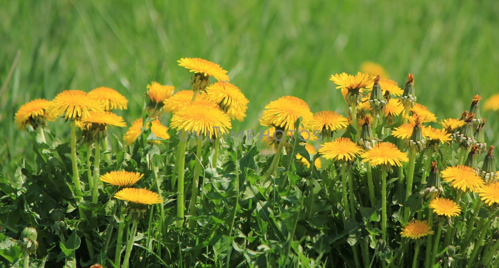 Close up of young yellow dandelions in the green grass