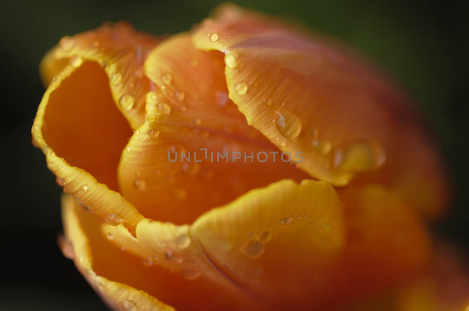 Orange and yellow tulip flower in full bloom under the rain