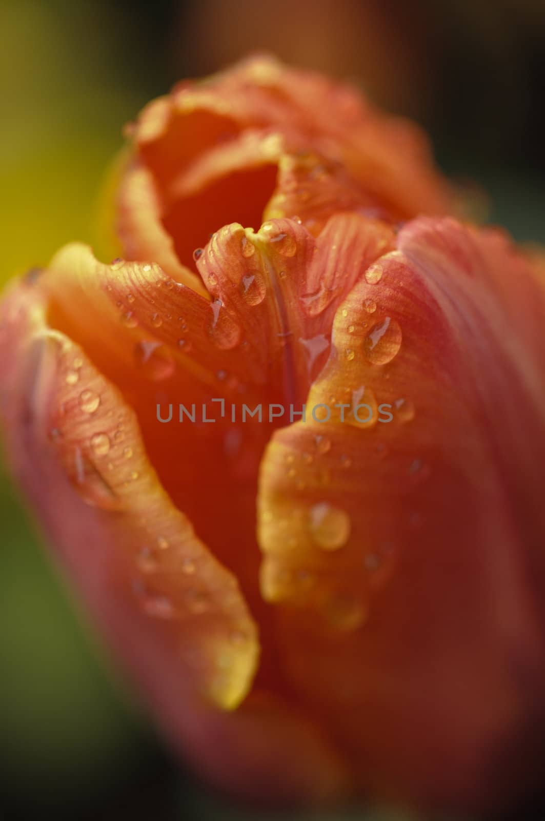 Orange and yellow tulip flower in full bloom under the rain