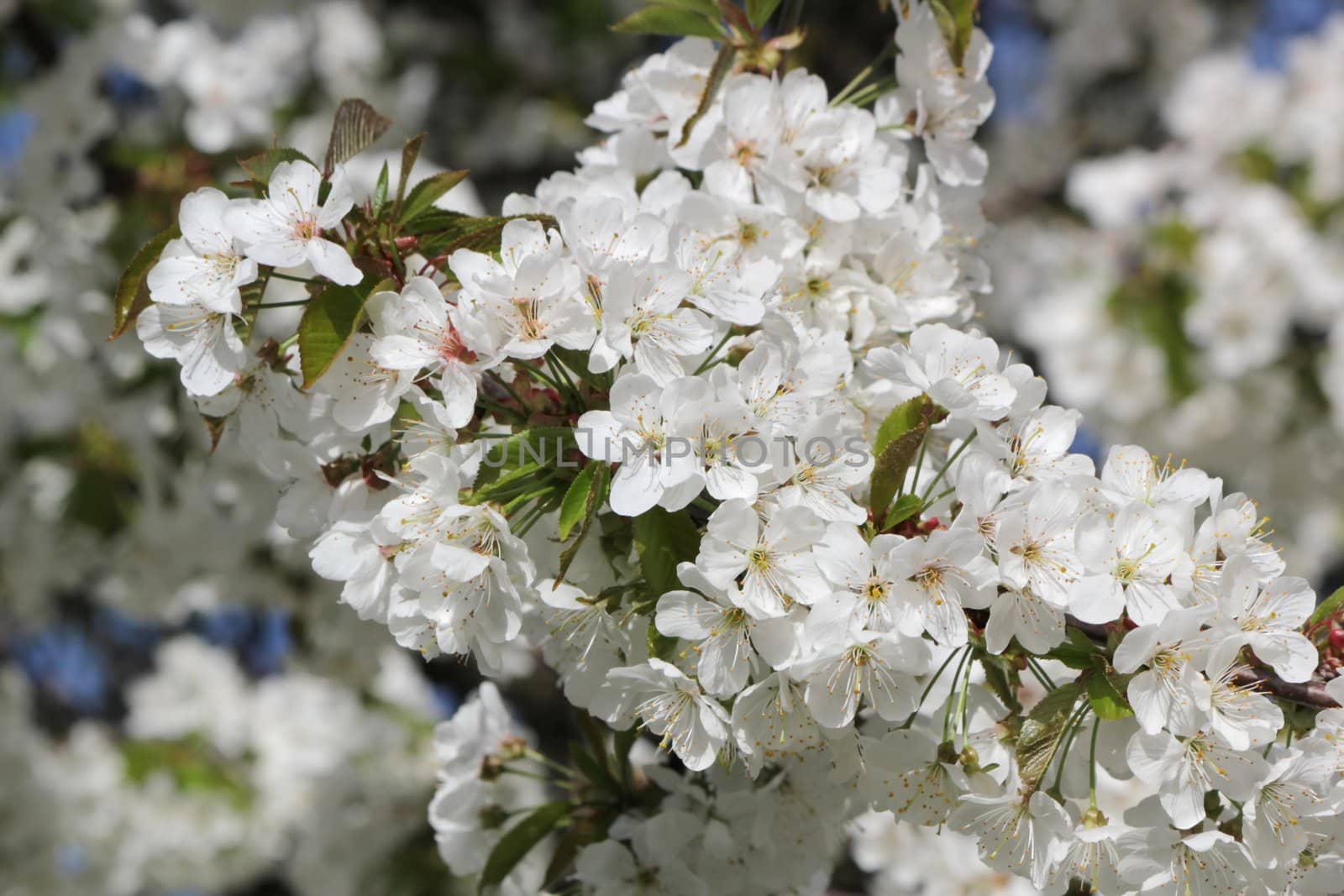 White flowers on an apple tree by Elenaphotos21