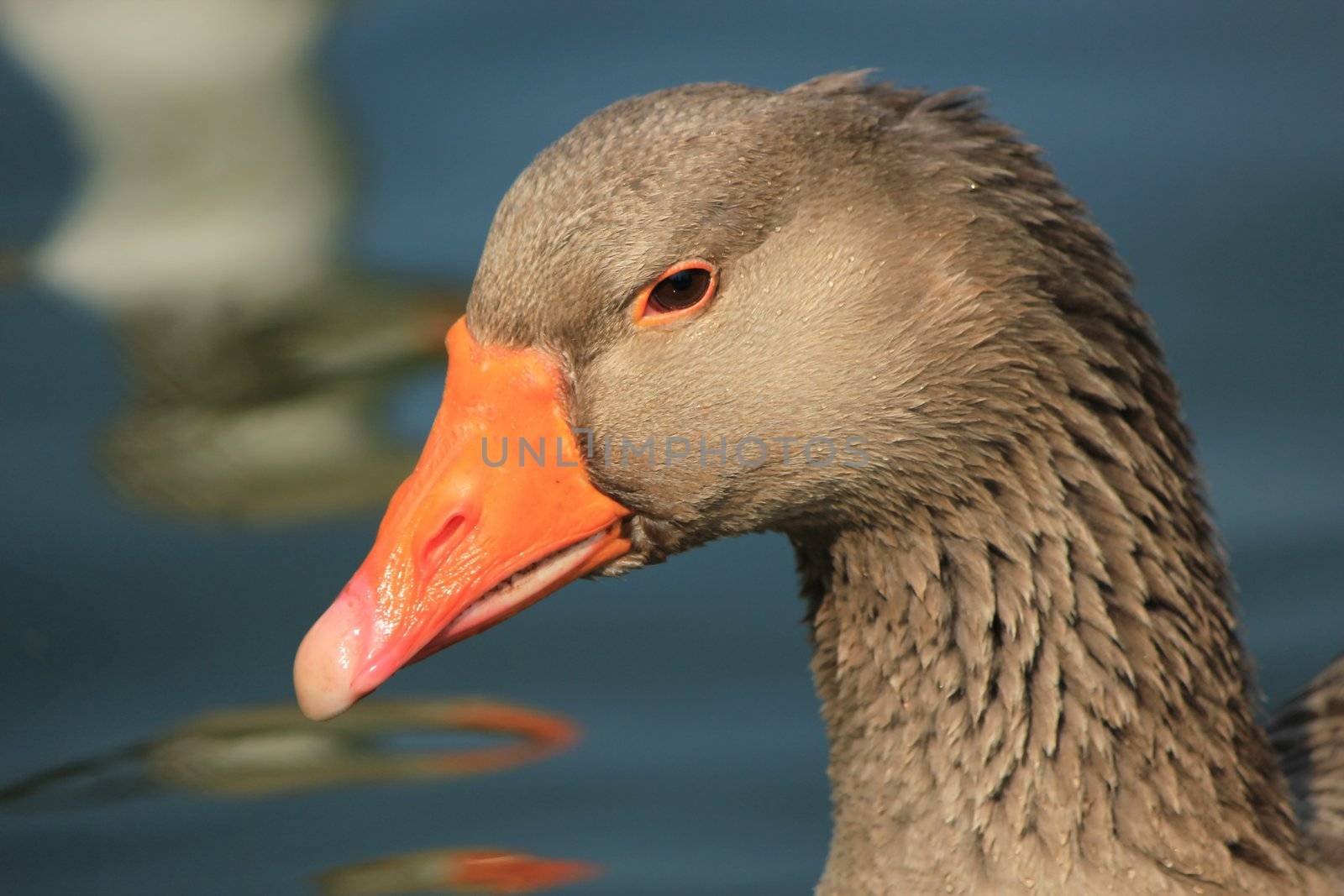 Portrait of a grey and orange savage goose on the water