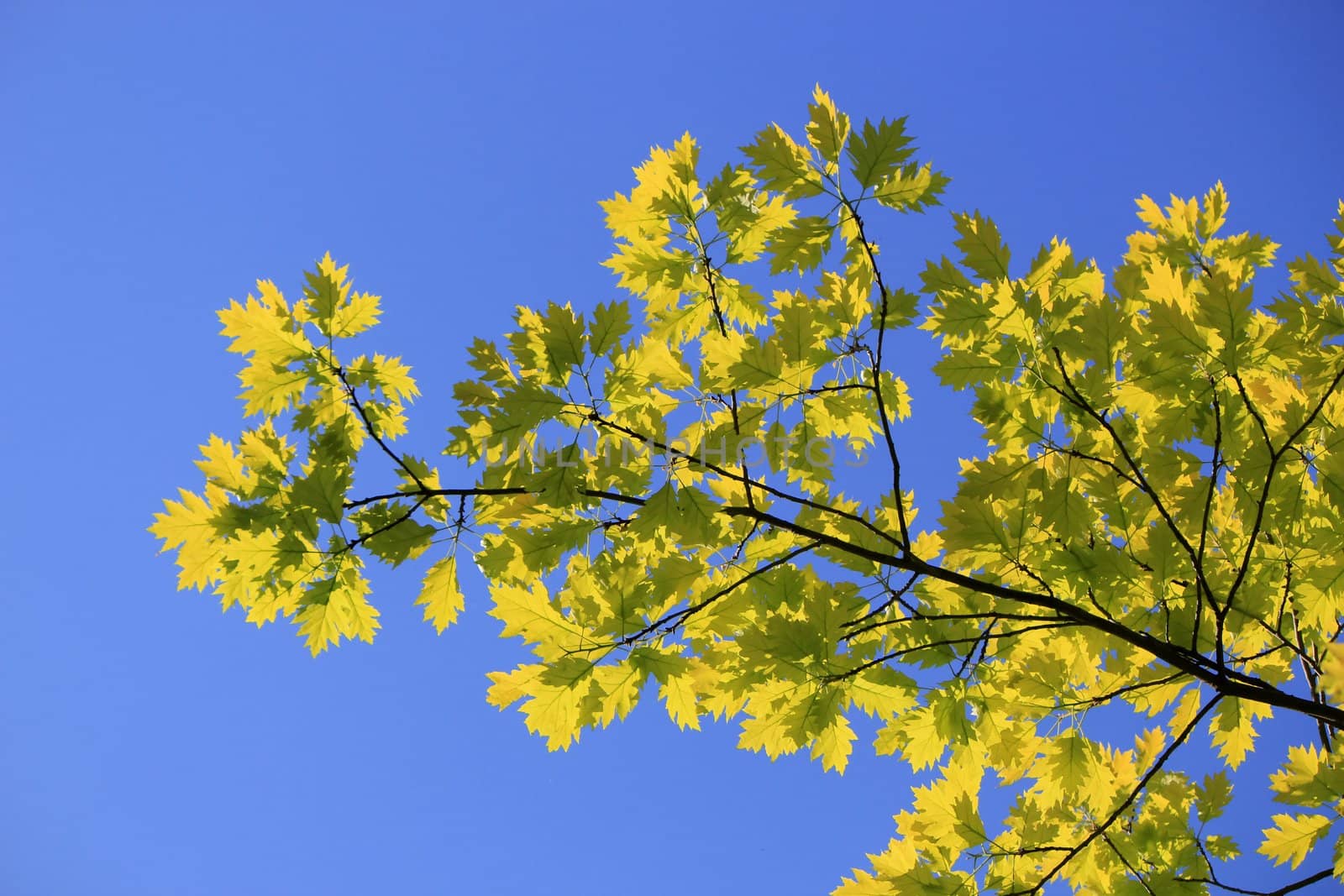 Close up of a branch of an oak tree with lots of green and yellow leaves by beautiful day