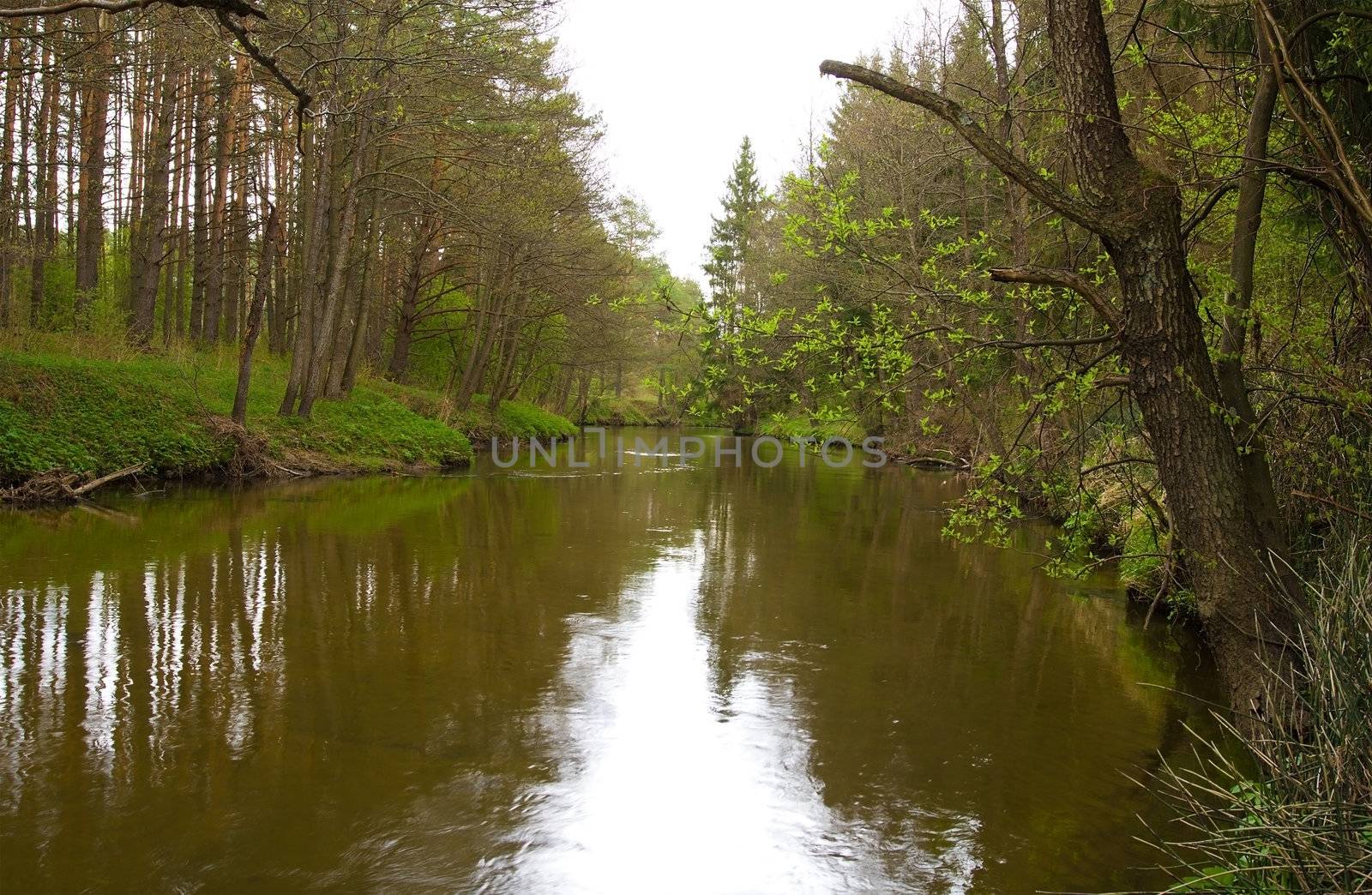river in forest in springtime