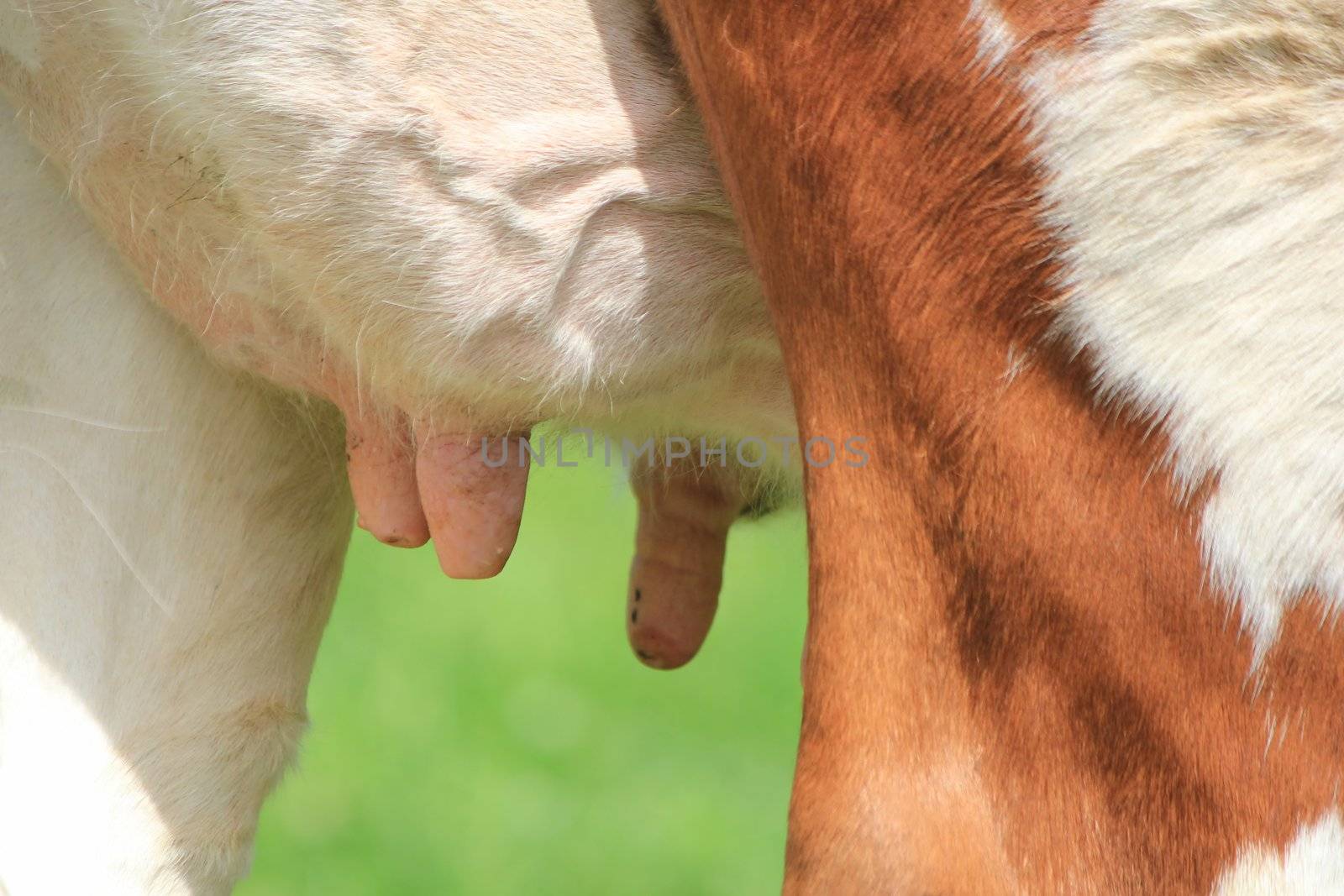 Close up of three udders of a brown and white cow