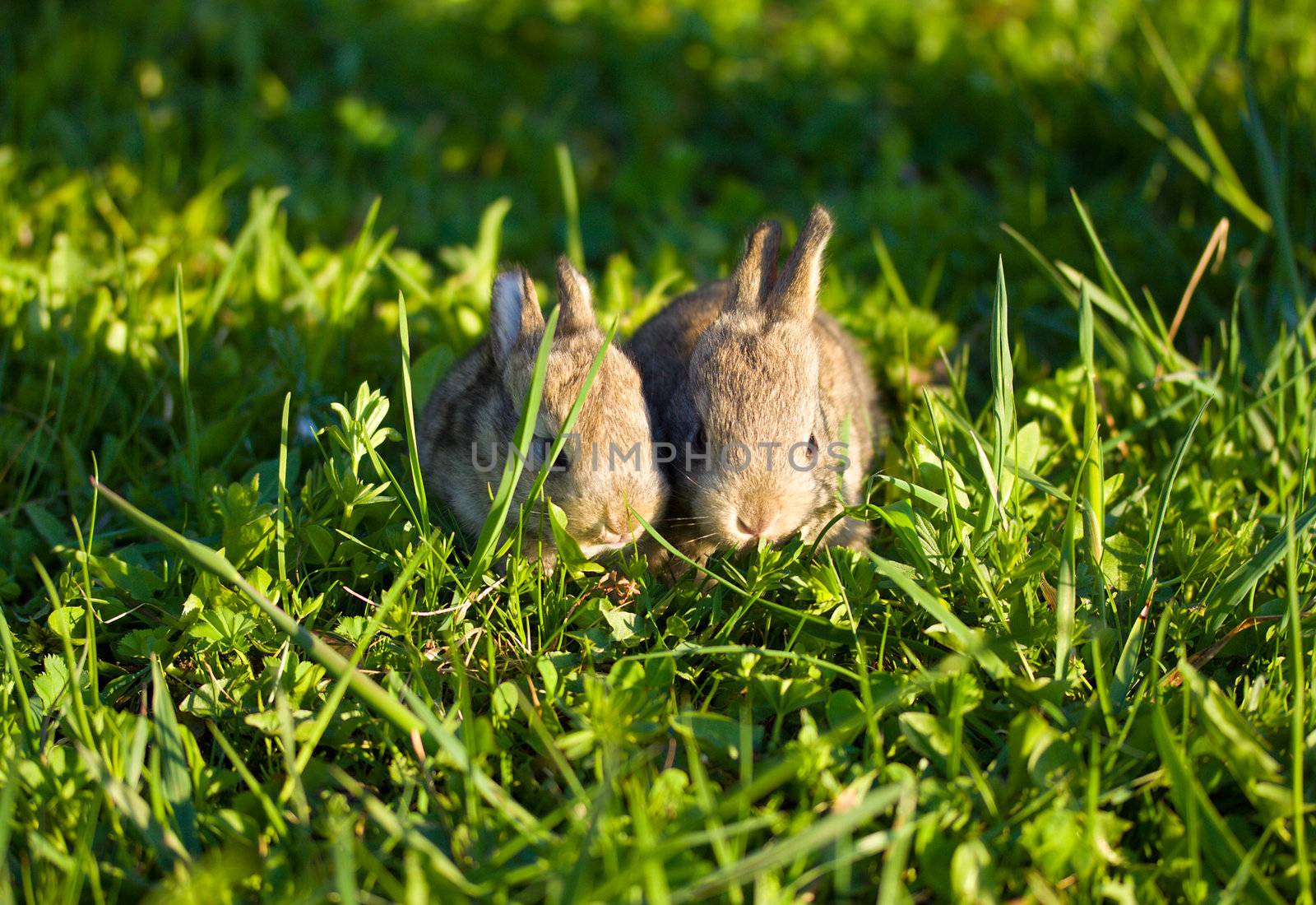 two gray bunnies on green grass background