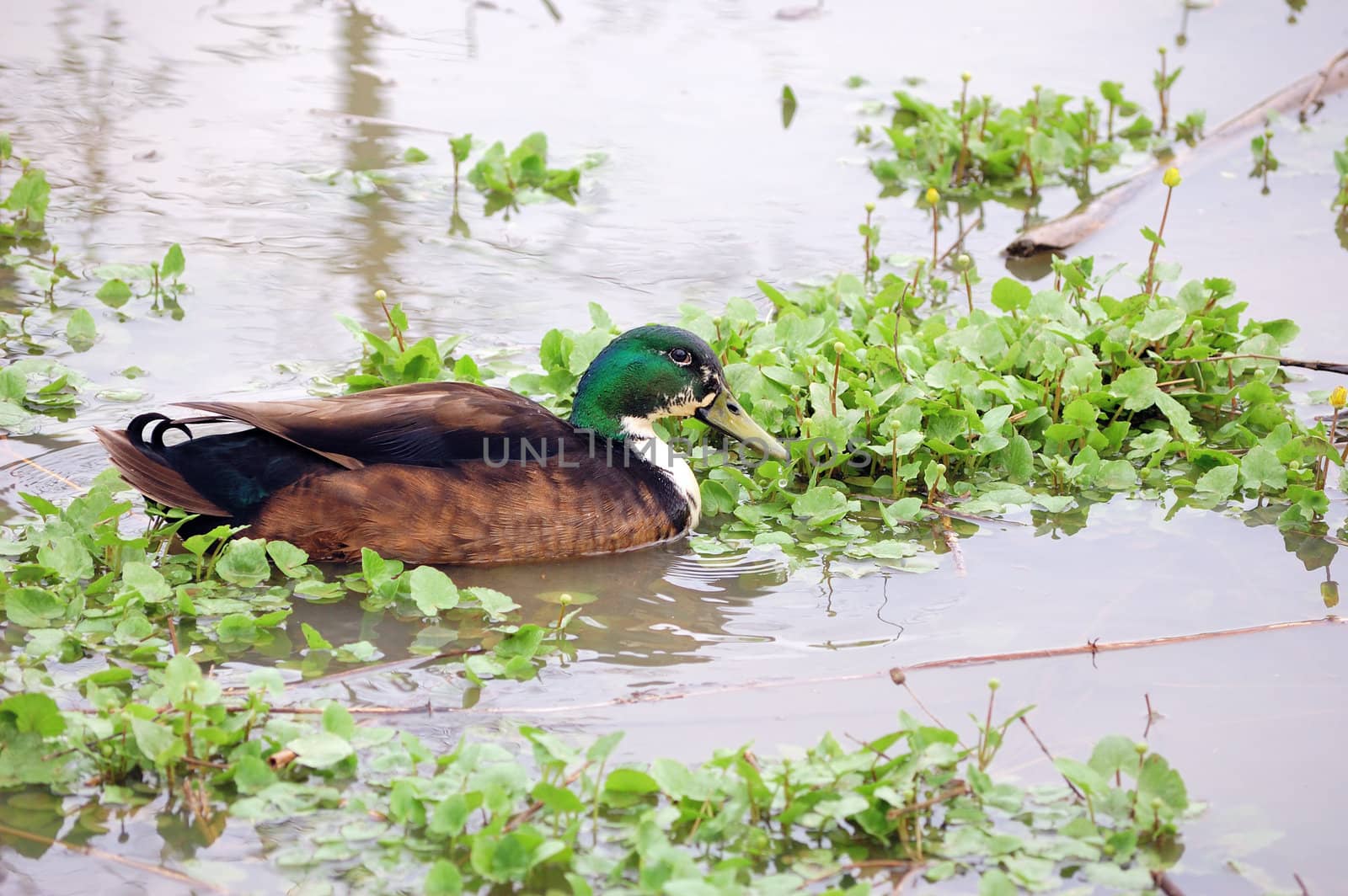 A duck swimming in a pond with plants.