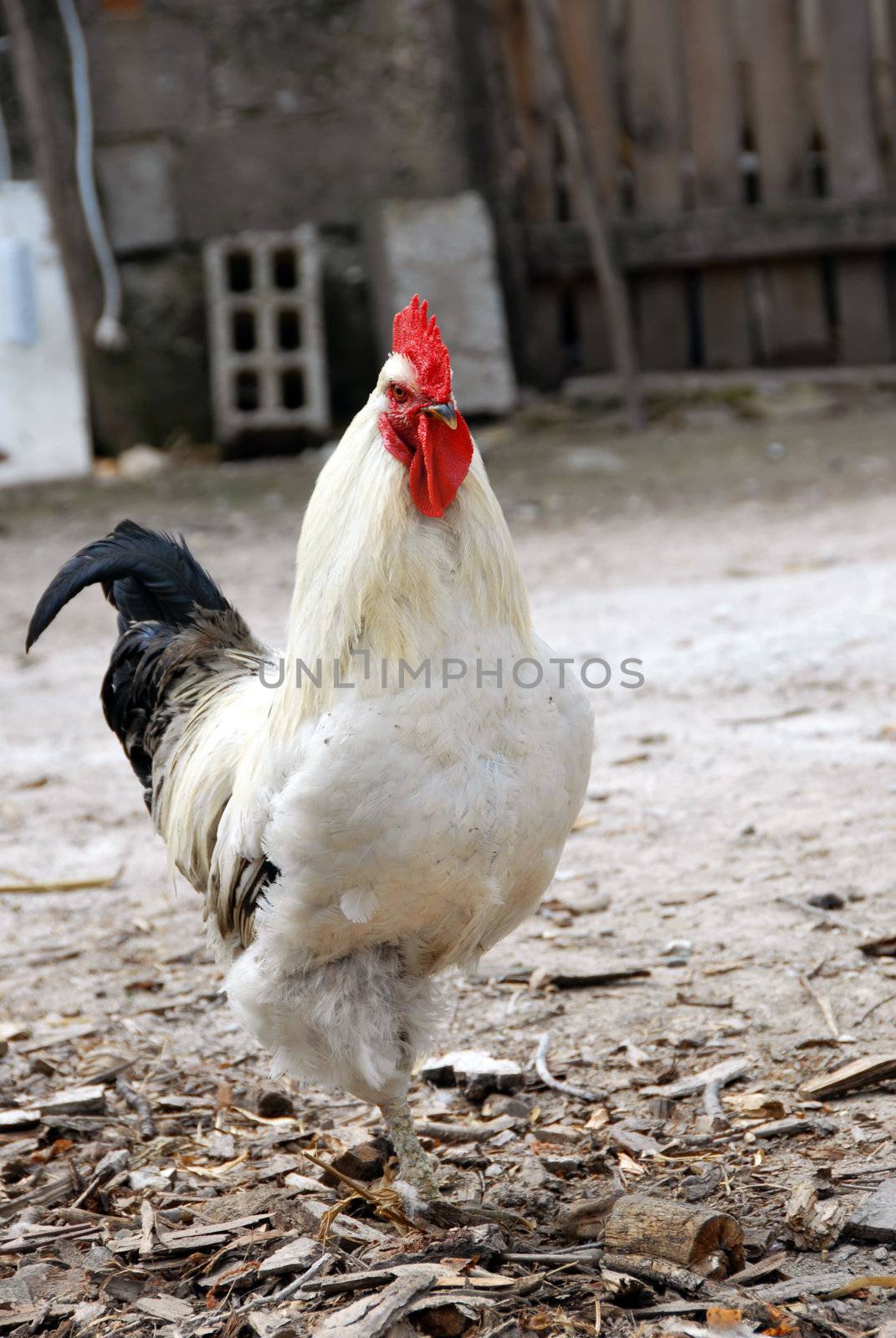 White rooster by simply