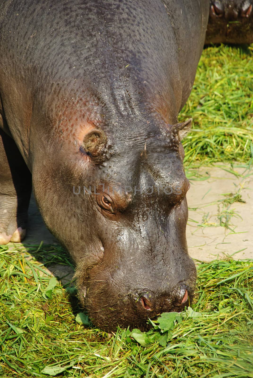 Hippopotamus (Hippopotamus amphibius), or hippo, large, mostly herbivorous mammal in sub-Saharan Africa