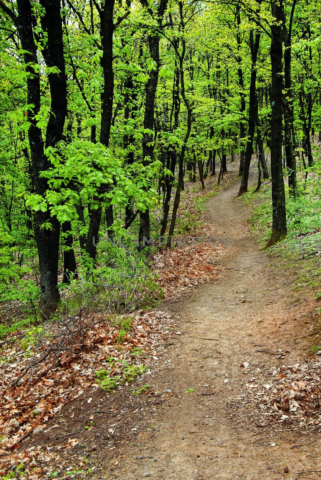 scenic path between green trees in forest