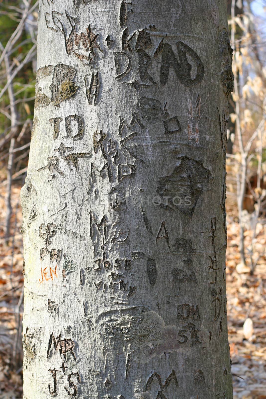 A closeup texture of a tree trunk with a whole bunch of names and initials carved into it.