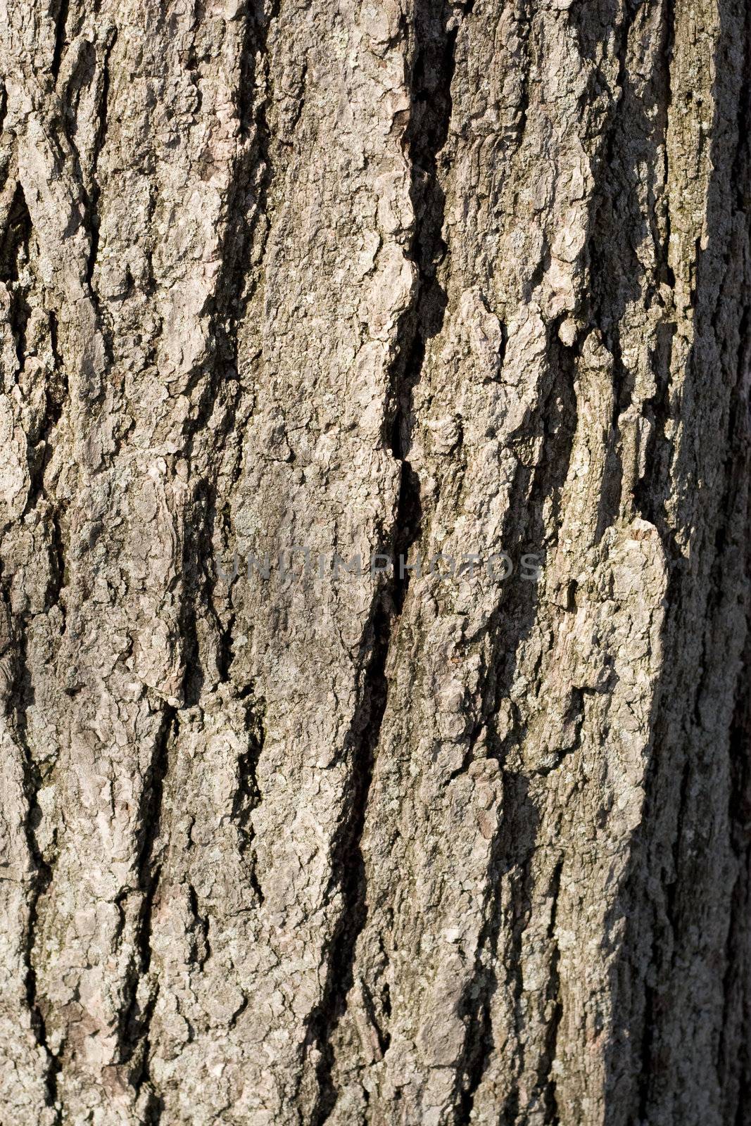 tree bark  by graficallyminded