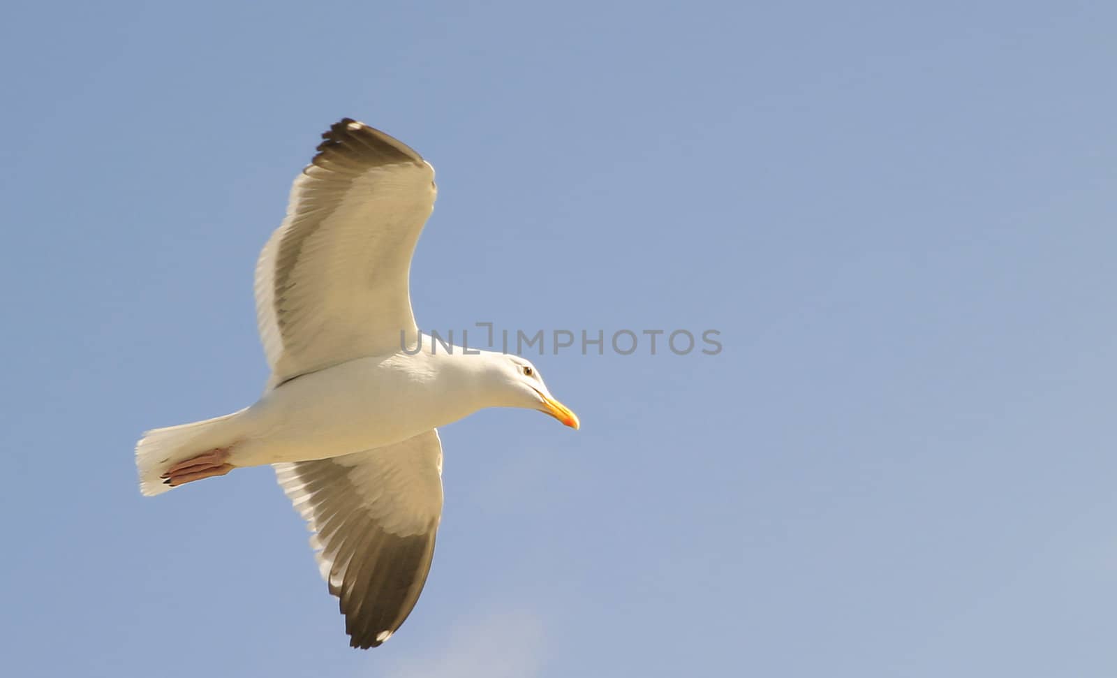Seagull gliding with the blue sky as a background.