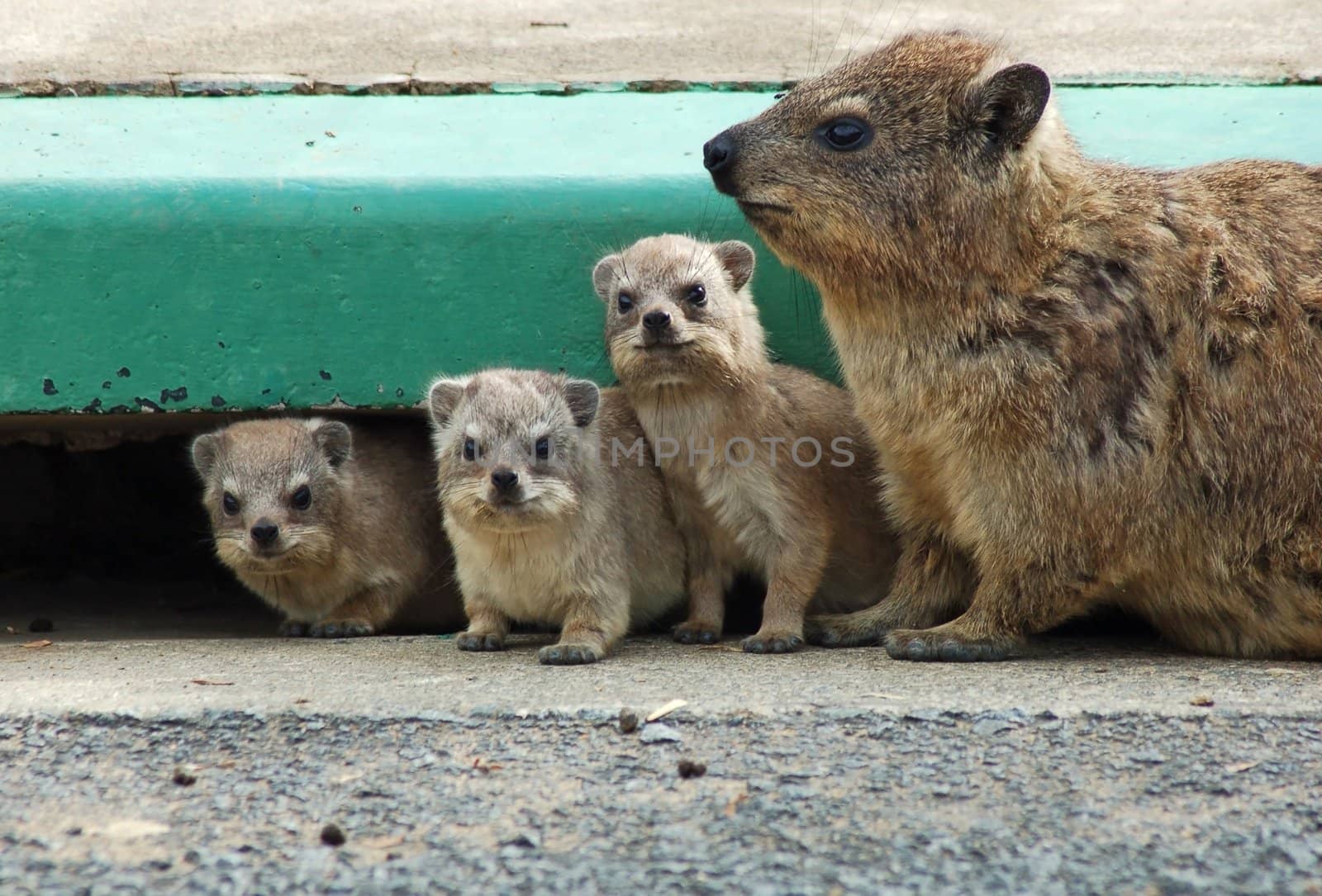 Cape Hyrax, or Rock Hyrax, (Procavia capensis) wild in South Africa.