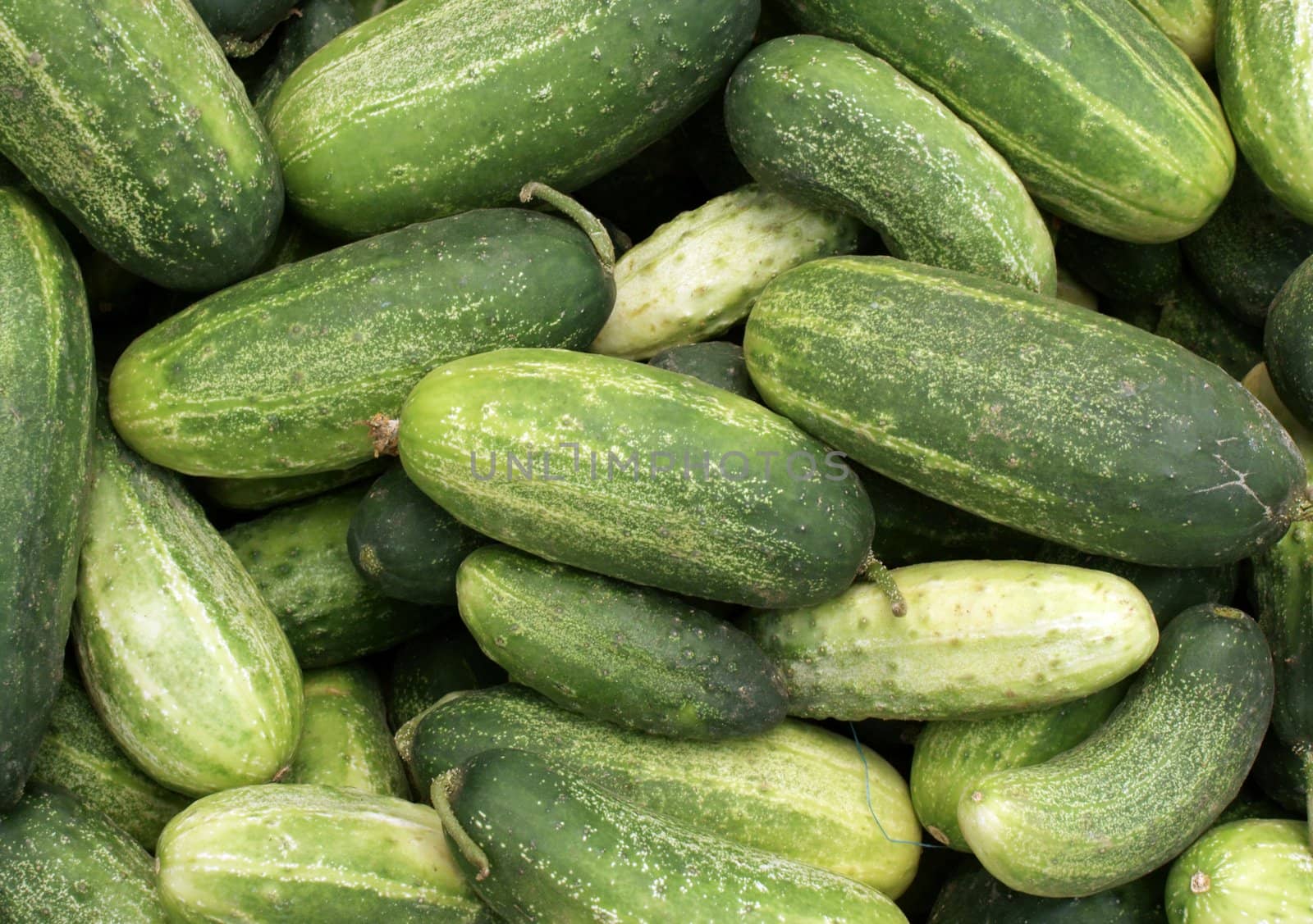 cucumbers for eating and pickling