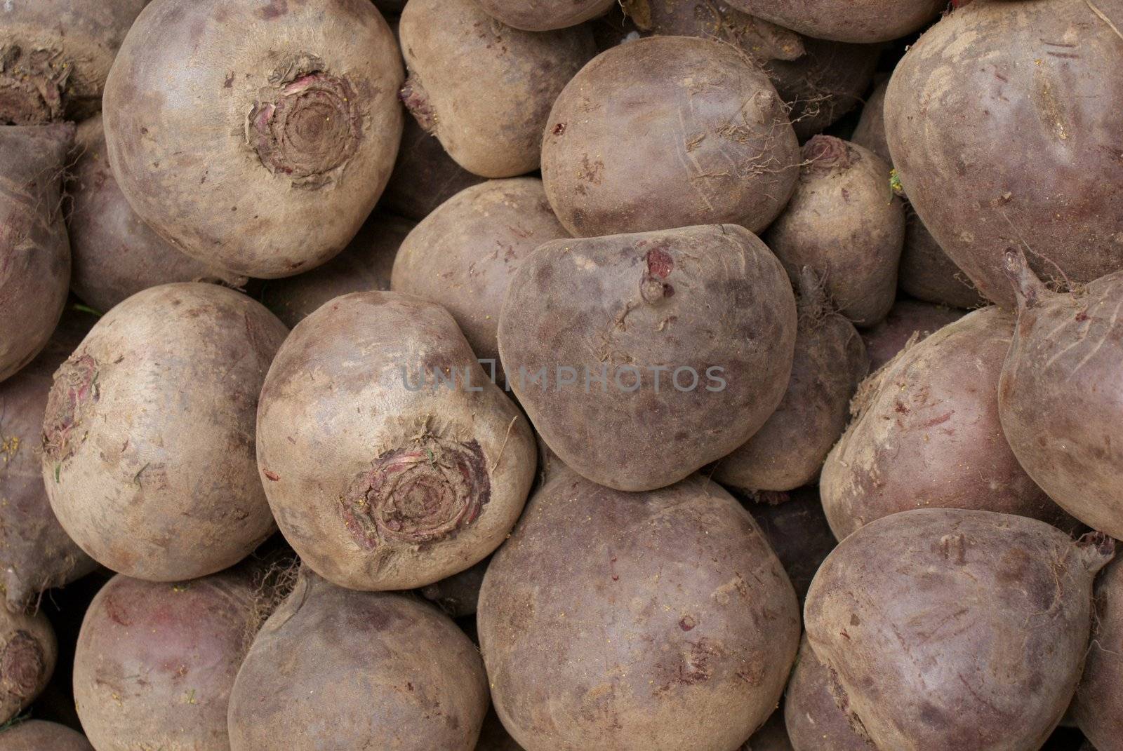 red beet roots for eating and cooking