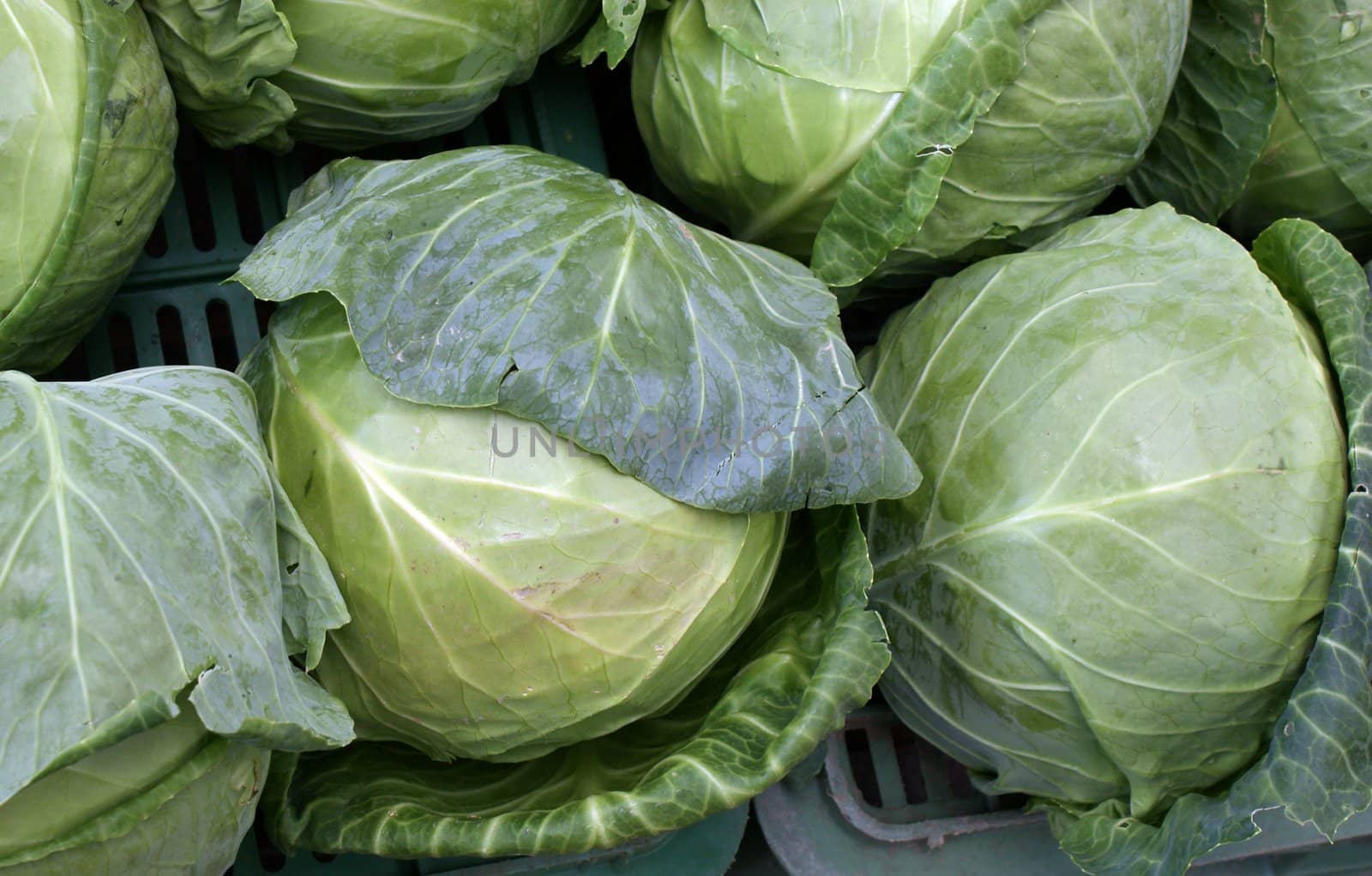 green early cabbages by RAIMA