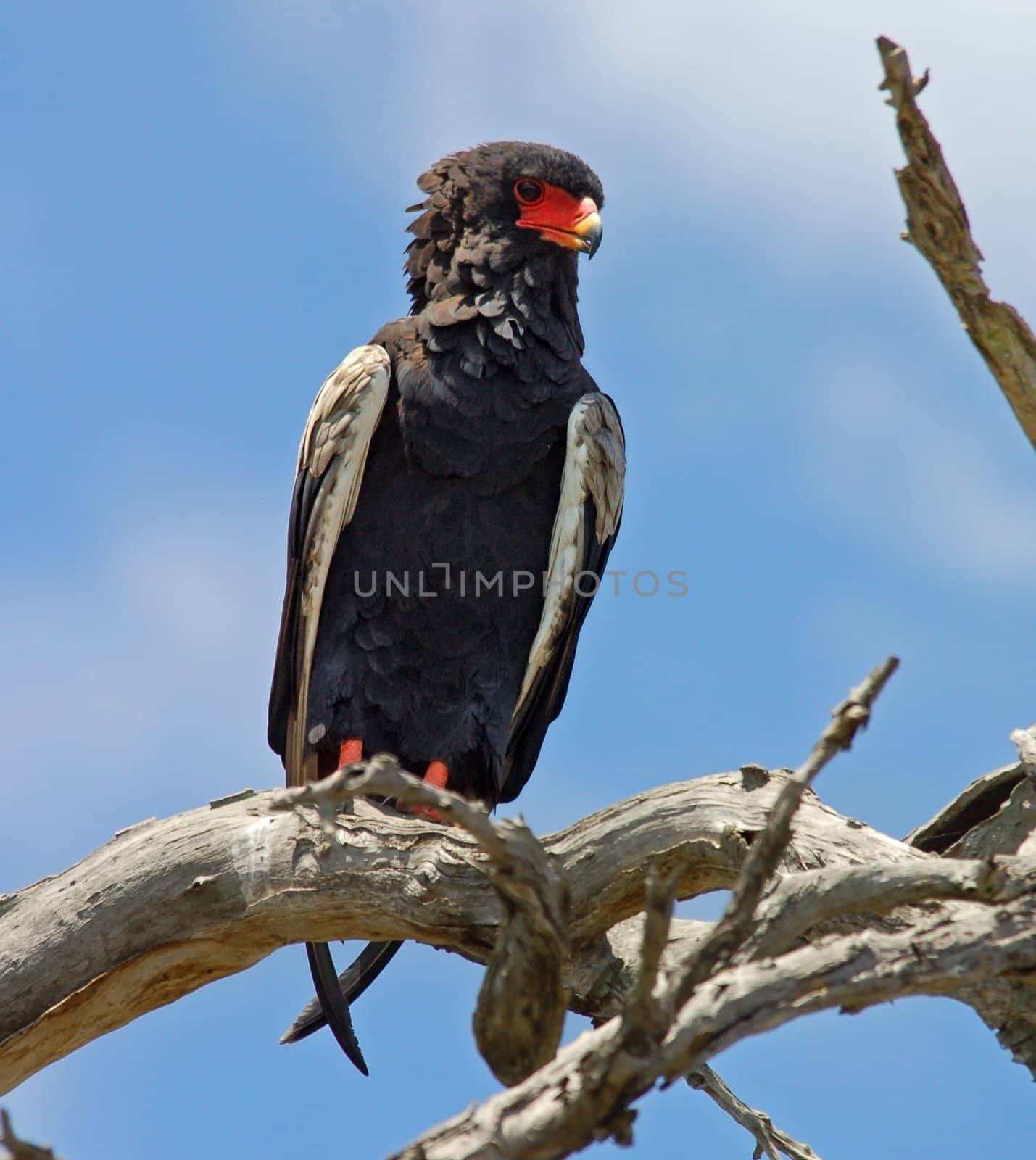 A bateleur eagle in South Africa.