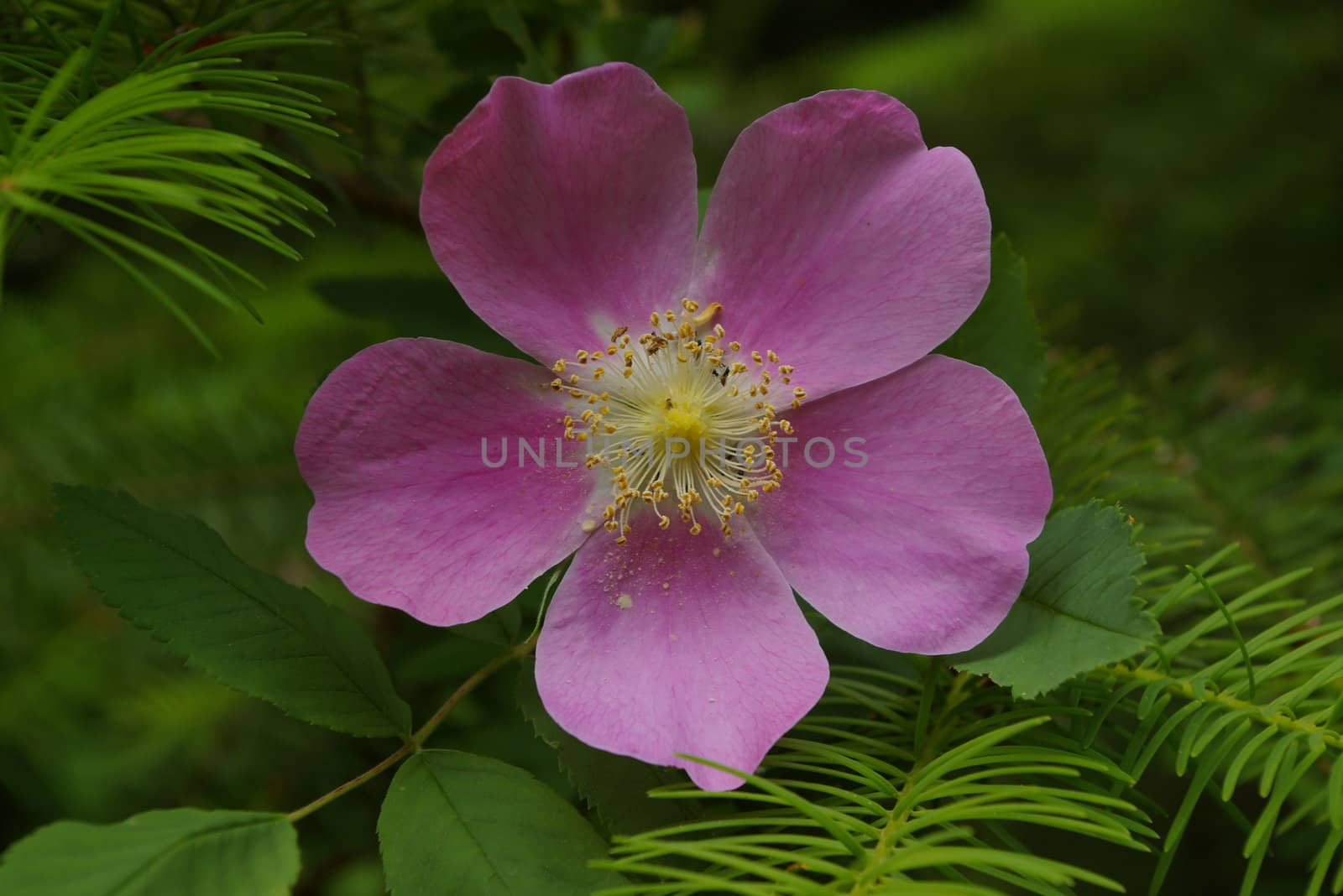 Close-up of a wild rose in bloom