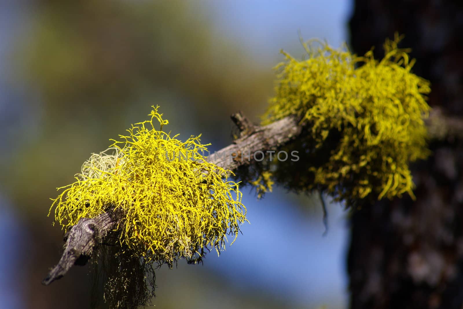 Lichens growing on a tree branch