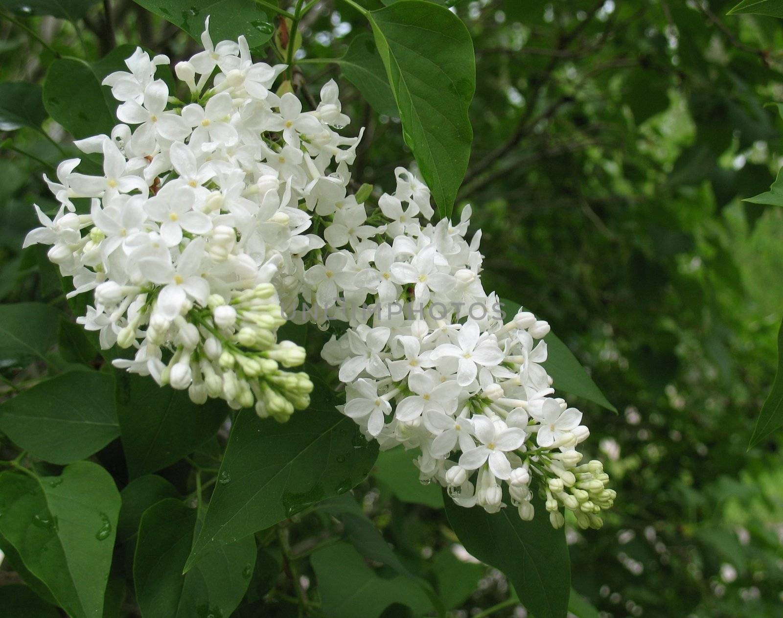 This is an image of large clusters of extremely fragrant, double white flowers open from creamy yellow buds. Medium green foliage exhibits good disease-resistance. Ideal flowering hedge or specimen