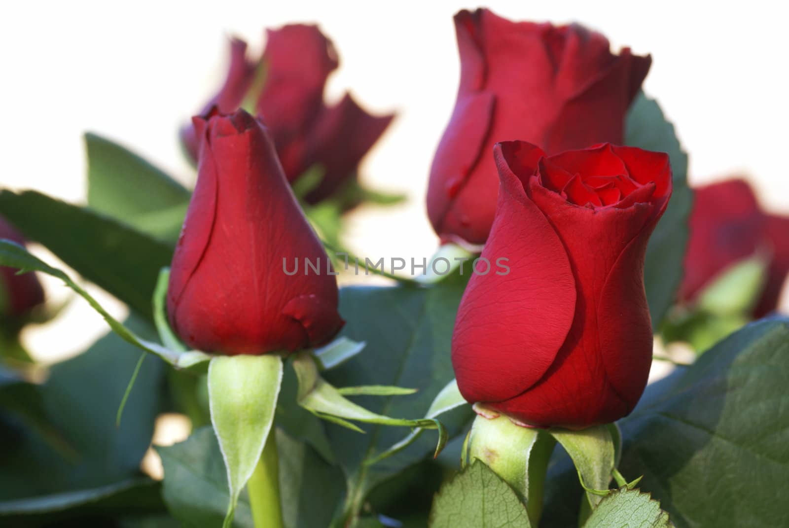 Bunch of red roses isolated on a white background.