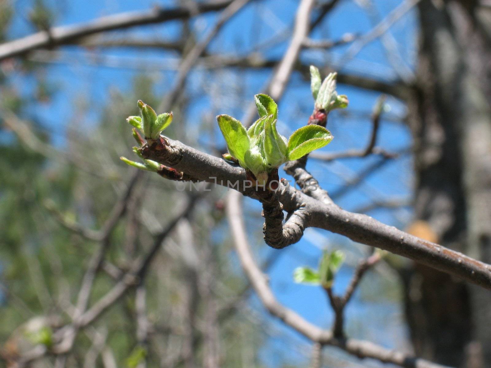 Image of a bud forming on a wild apple tree in the spring.