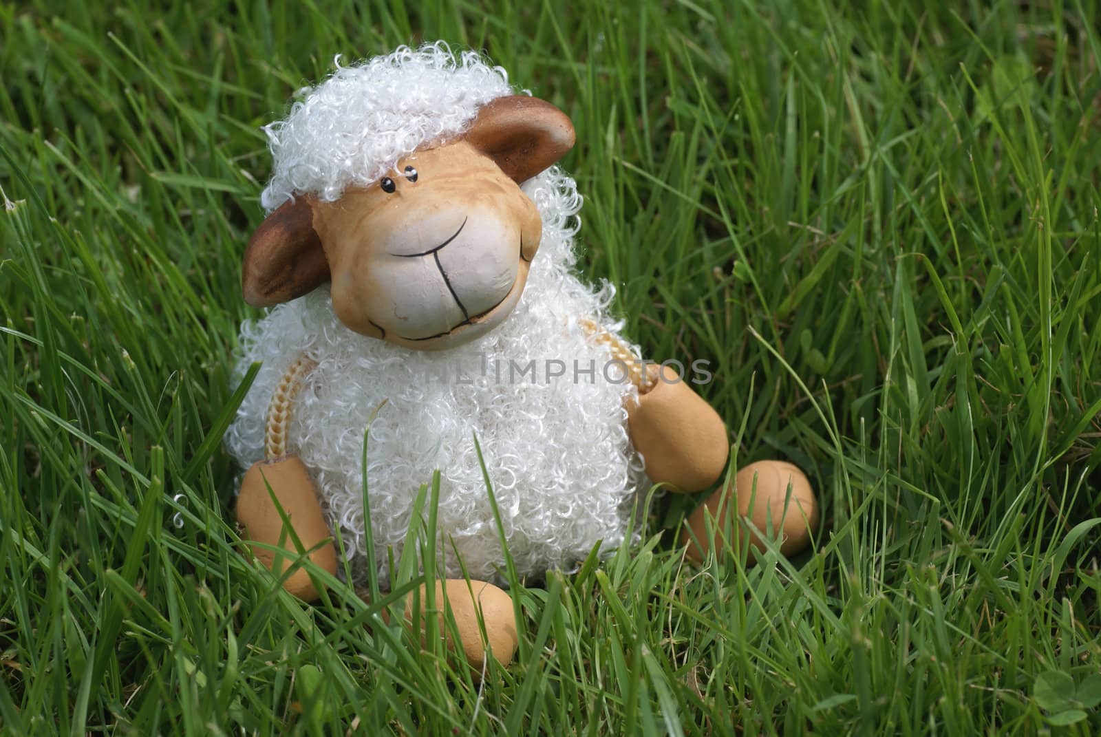 Cute curly sheep sitting in grass.              