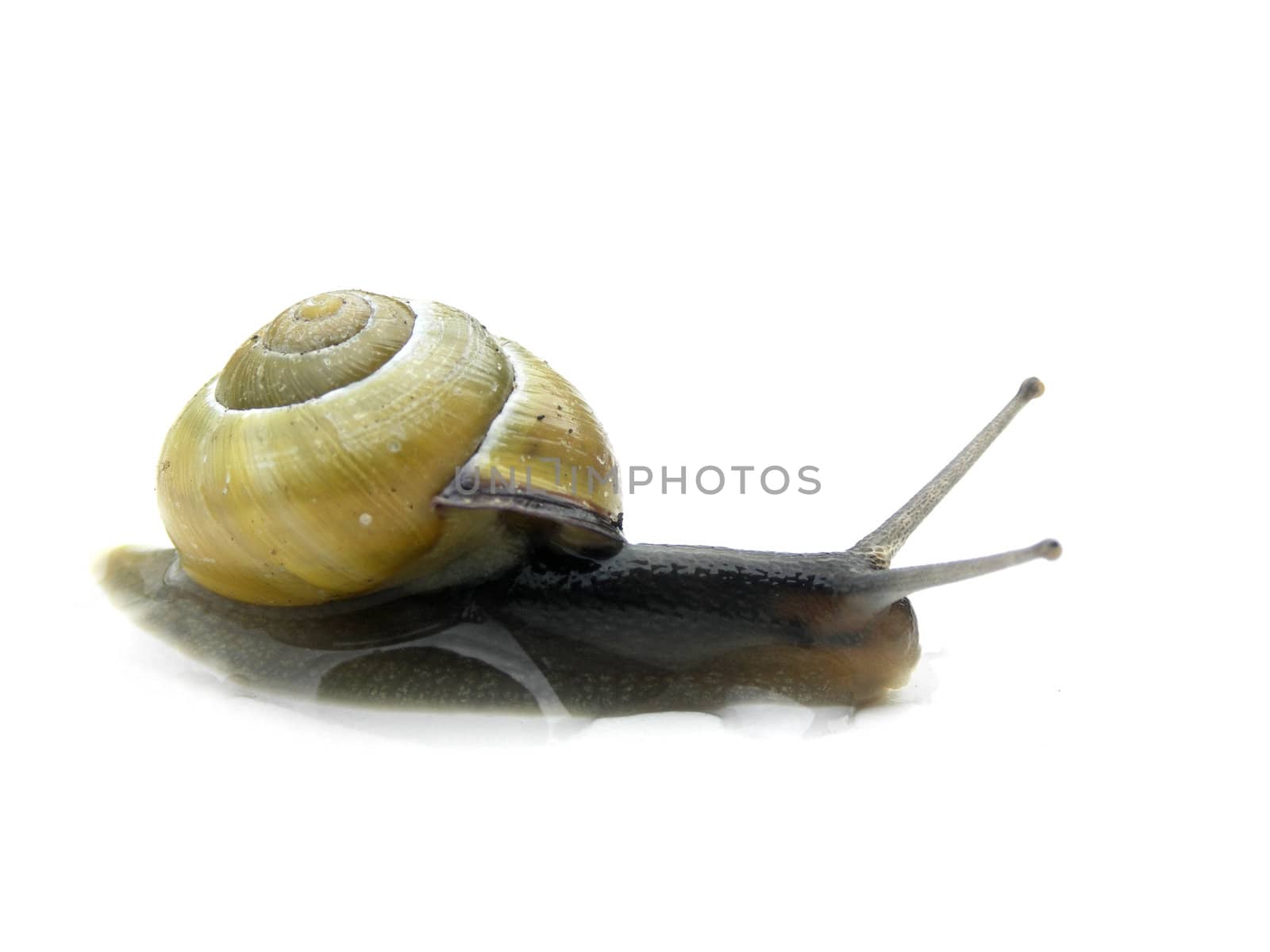 Snail on a white background.