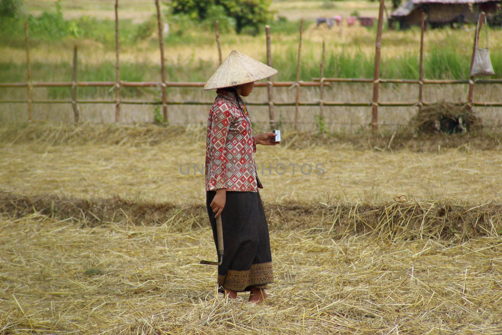 Asian lady farmer working ina rice field