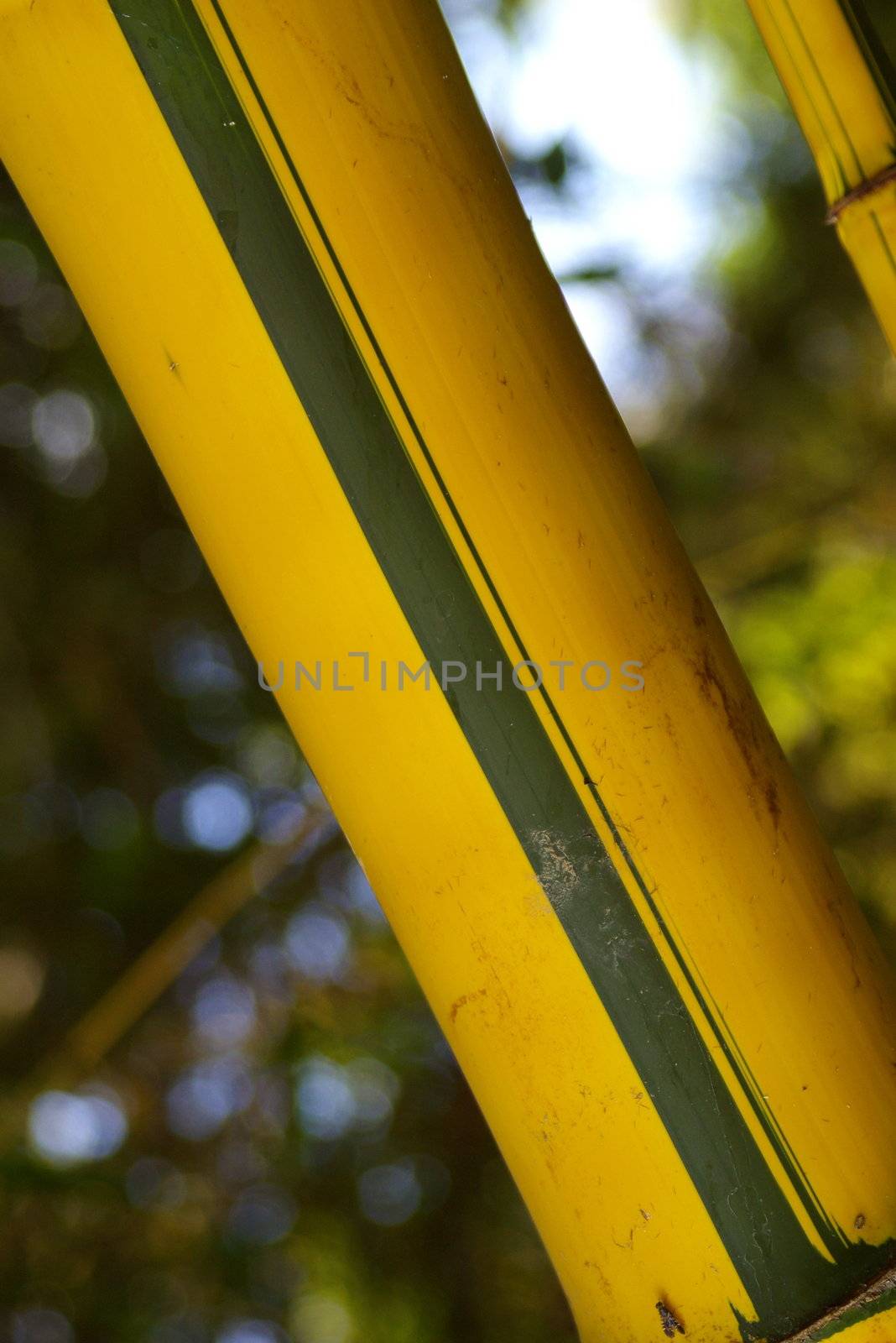 Close-up of a bamboo stem