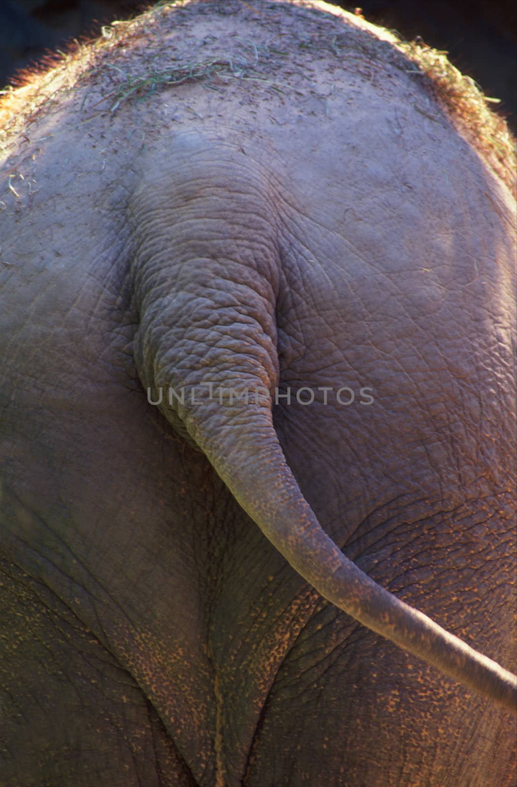 back end of elephant by hotflash2001