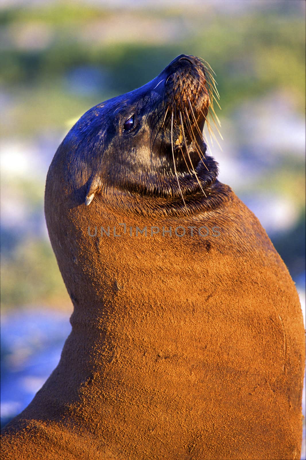 Close up of a Galapagos Fur Seal Arctocephalus Galapagoensis Galapagos Islands, Ecuador eastern Pacific Ocean